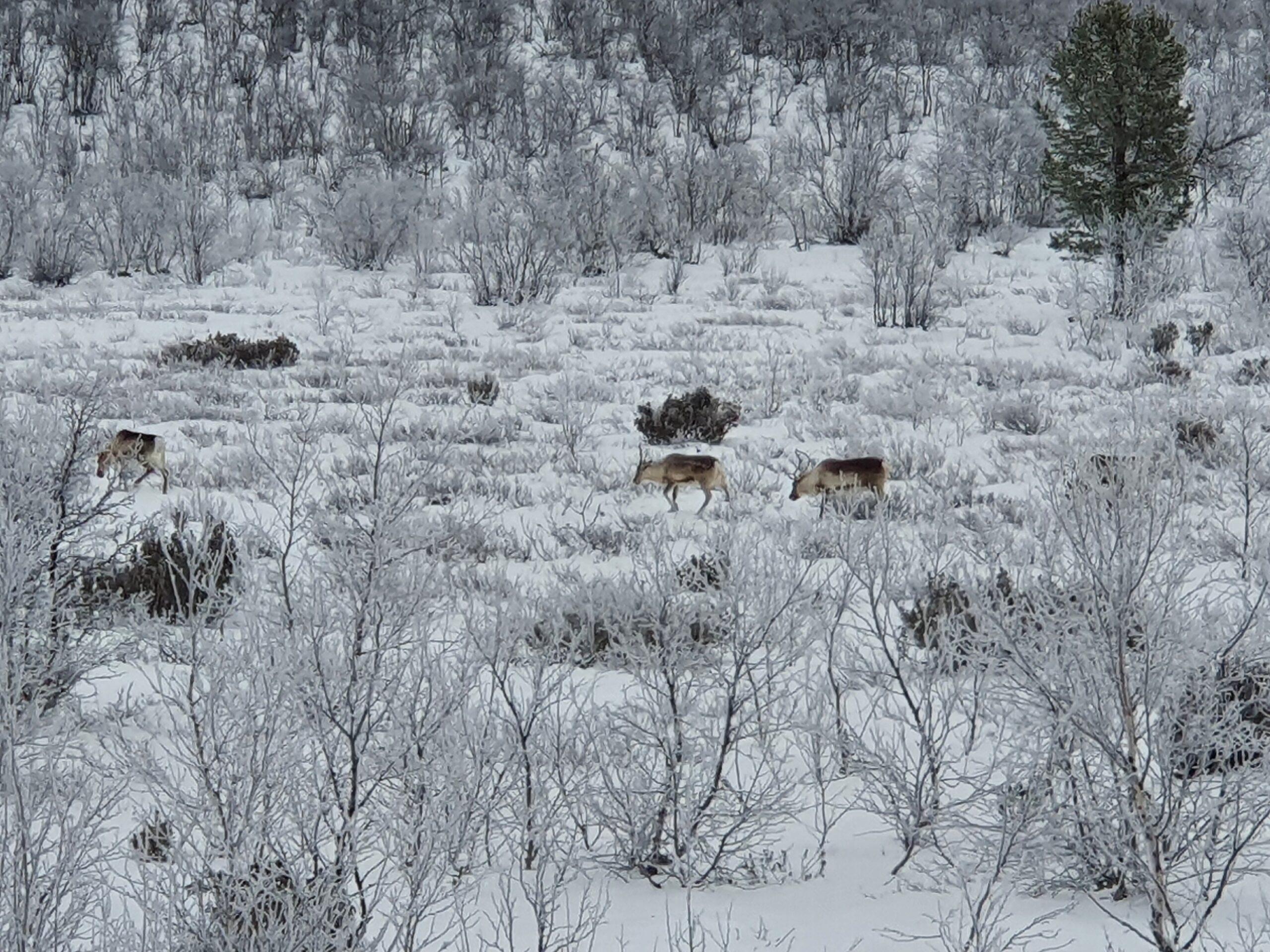 Rennes en Finlande en tente Hussarde NaïtUp