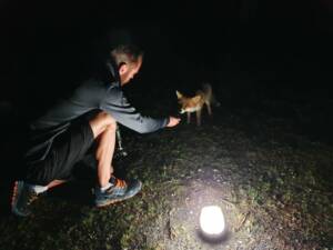 Rencontre avec un renard en bivouac tente Hussarde NaïtUp