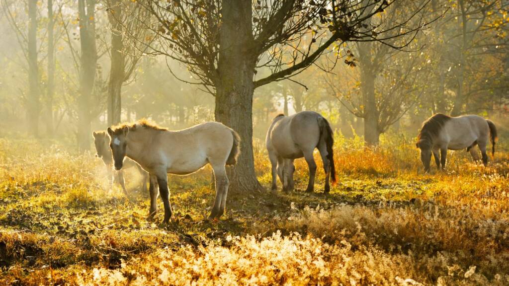 Des chevaux dans le parc de Barnim